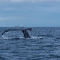 2023 Whale Watching RIB Boat Tour in Skjervoy from Tromso