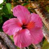 patricia B