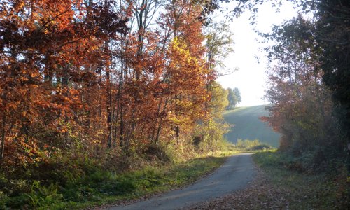 Lovely stroll through the forest changing its colours