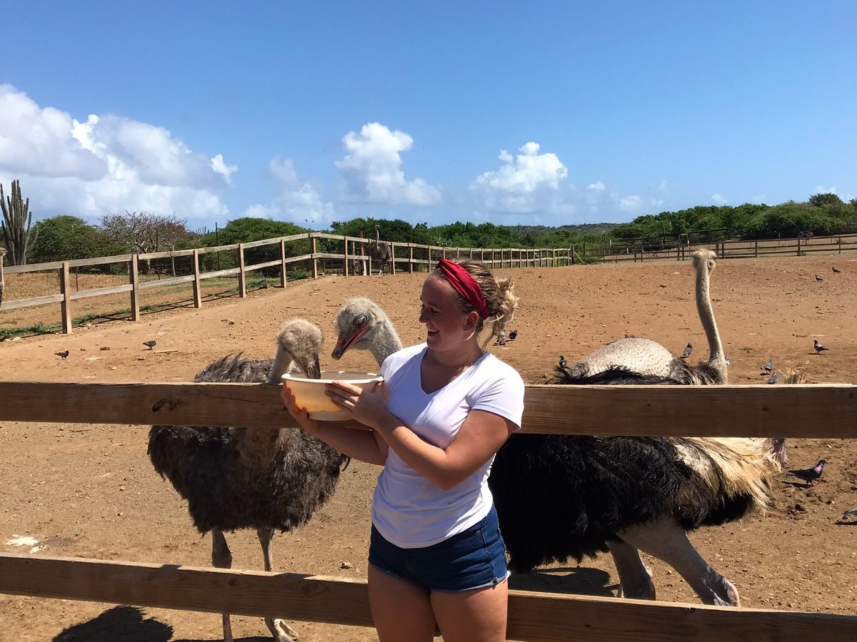 Curacao Ostrich Farm (Curaçao, Karibia) - Review - Tripadvisor