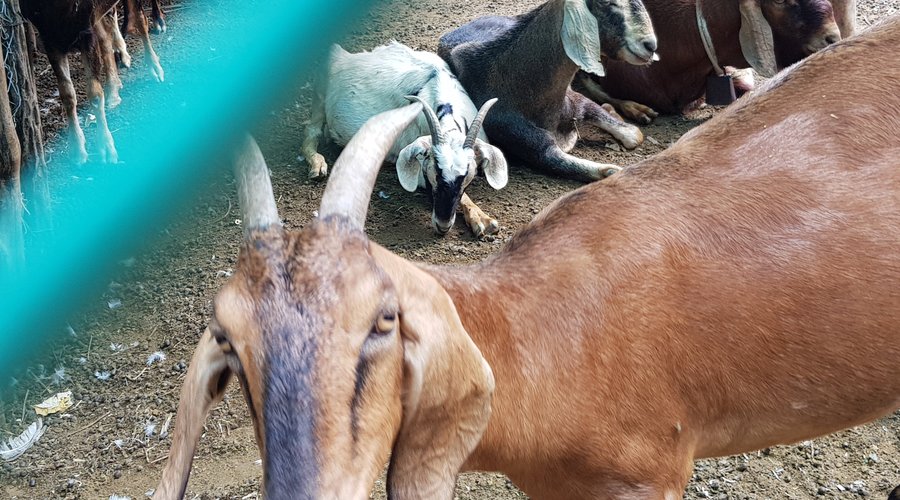 Tienen cabras en el rancho.