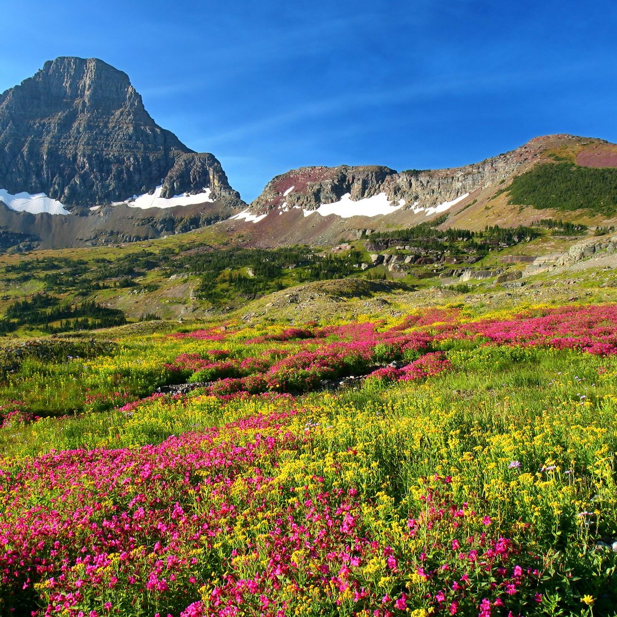 LOGAN PASS (Parc national de Glacier) Ce qu'il faut savoir