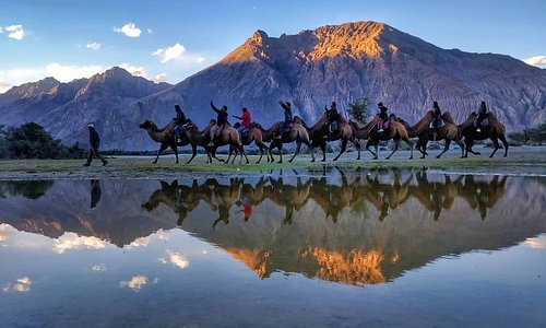 The double-humped bactrian camels of Nubra transports you to an outlandish realm.  Credits: Ashish Tripathi