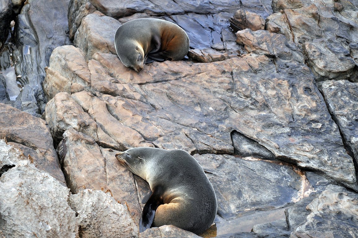 kangaroo island day tours from penneshaw