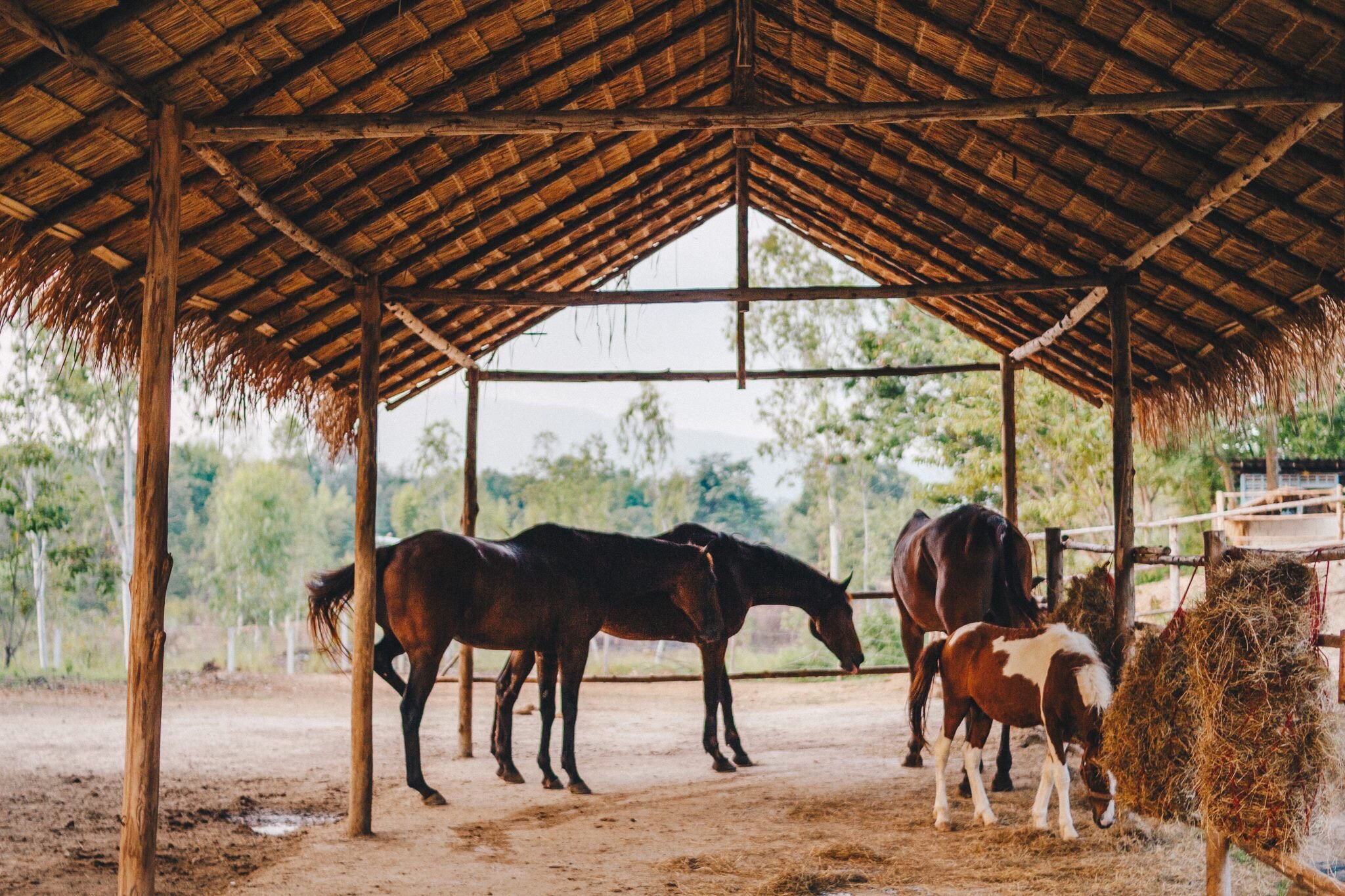 Second Wind Ranch and Rescue - All You Need to Know BEFORE You Go