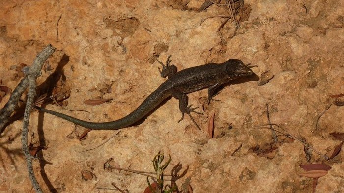 Imagen 9 de Parque Nacional Sa Dragonera