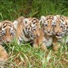 SafariPark