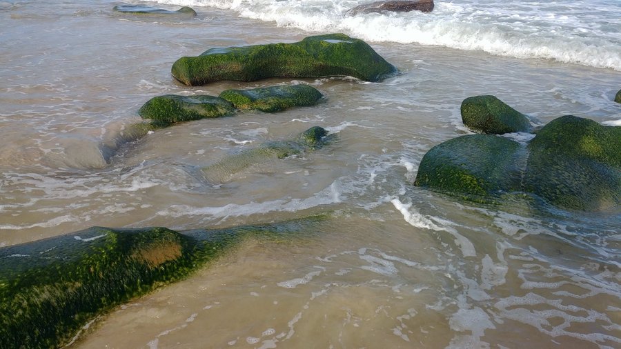 The colorful moss on the rocks