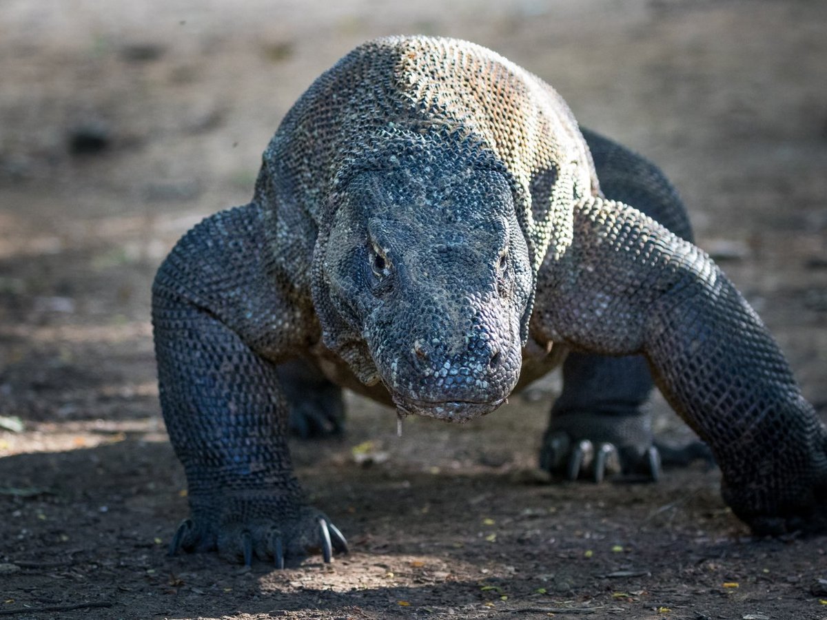 Komodo Bright Tour (Denpasar) - All You Need to Know BEFORE You Go