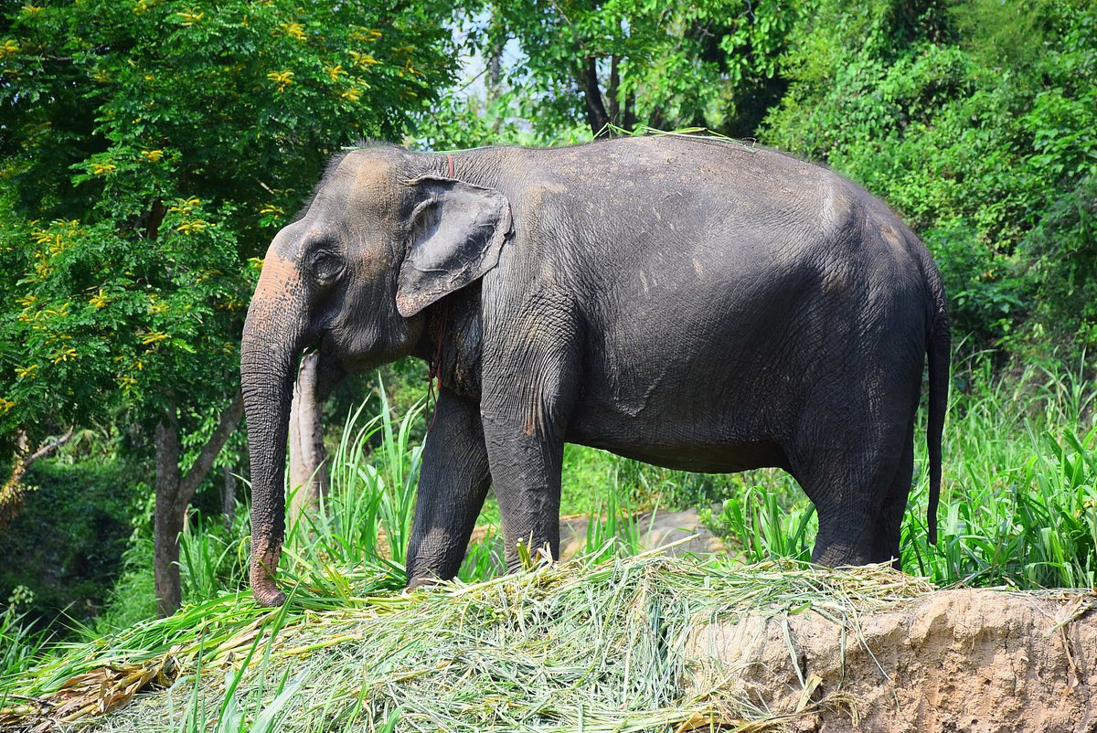Elephant Retirement Park (Chiang Thailand) - anmeldelser - Tripadvisor