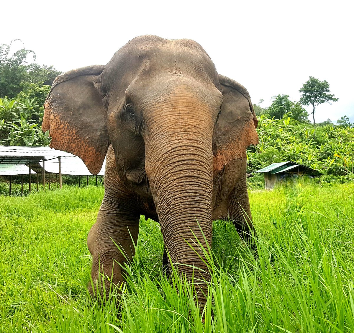 Ran-Tong Save & Rescue Elephant Centre, Чиангмай: лучшие советы перед  посещением - Tripadvisor