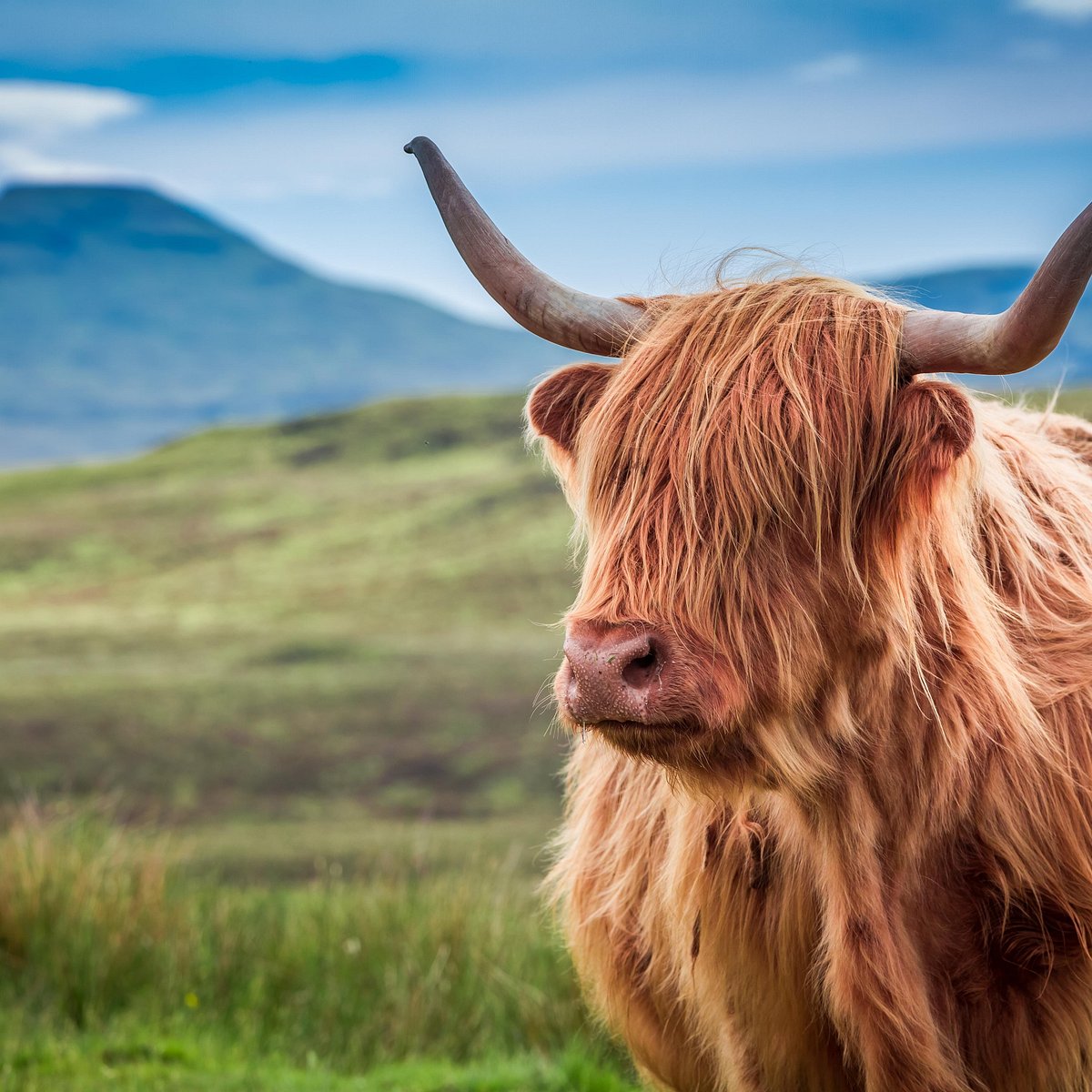 HIGHLAND PRIVATE TOURS (2025) All You Should Know BEFORE You Go (with HIGHLAND PRIVATE TOURS (2025) All You Should Know BEFORE You Go (with