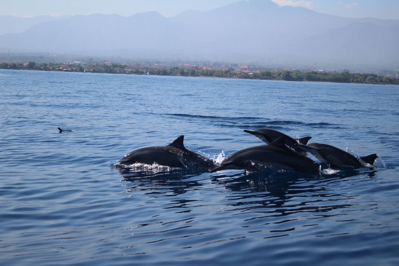 THE 10 BEST Bali Dolphin & Whale Watching Tours (with Prices)