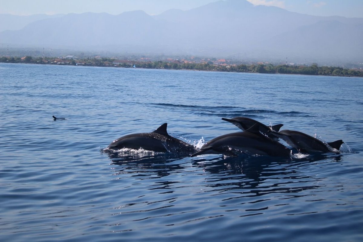 Saraswati Lovina Dolphin, Ловина-Бич: лучшие советы перед посещением -  Tripadvisor