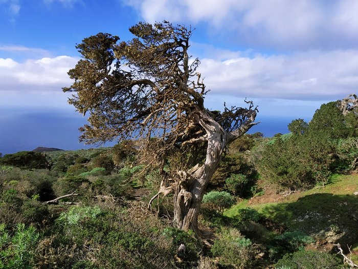 Imagen 1 de El Sabinar