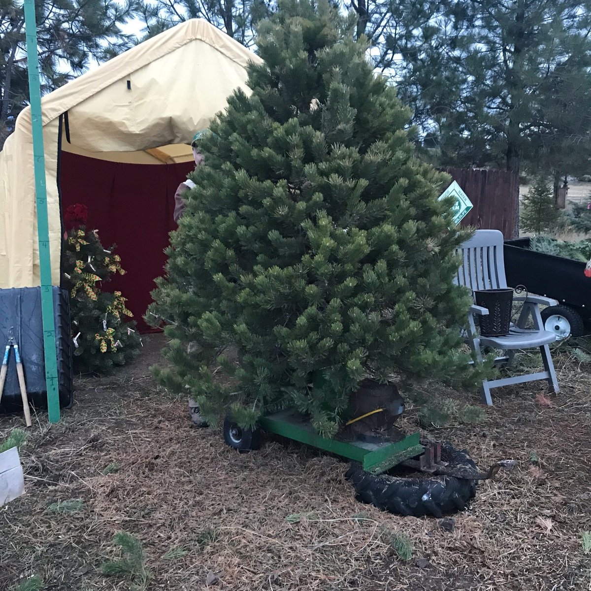 CHRISTMAS TREES U CUT FARM (Kalispell) Ce qu'il faut savoir