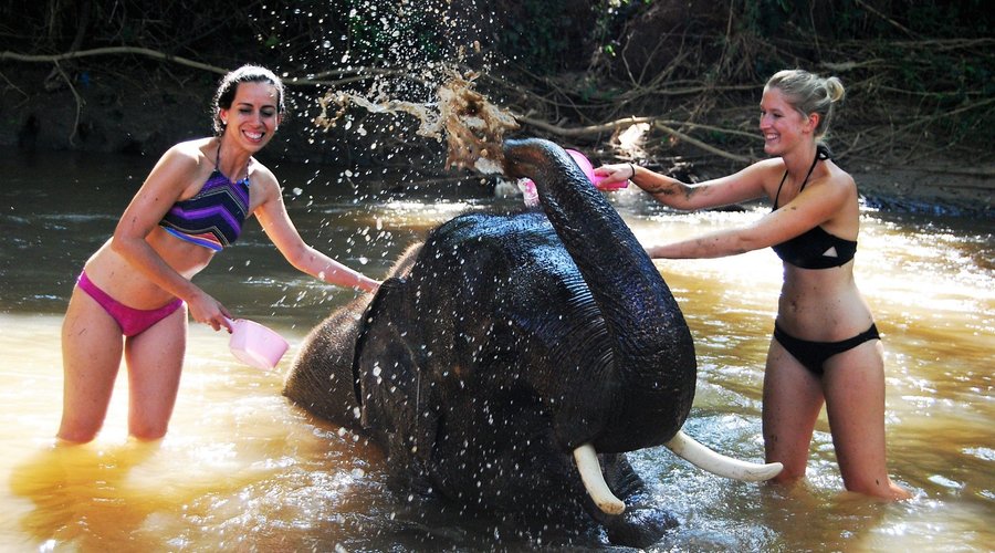 Elephant Bath - Chiang Mai Elephant Home