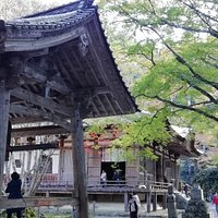 千年菩提樹は鐘楼と本堂の間にあります