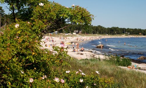 Revhaken lockar många badgärster under sommaren