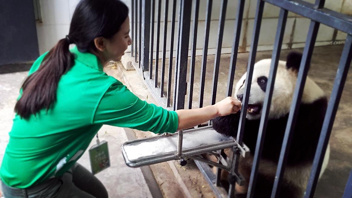 Panda Experience (Chengdu, China): Address, Phone Number - Tripadvisor