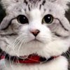 hsiungkitty