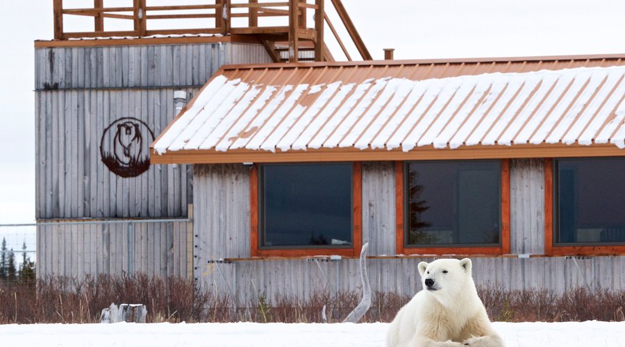 Polar bear on the front lawn at Nanuk Polar Bear Lodge!