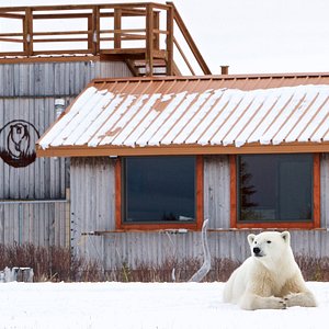 Polar bear on the front lawn at Nanuk Polar Bear Lodge!