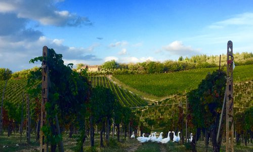organic agriculture