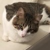 Motukitten