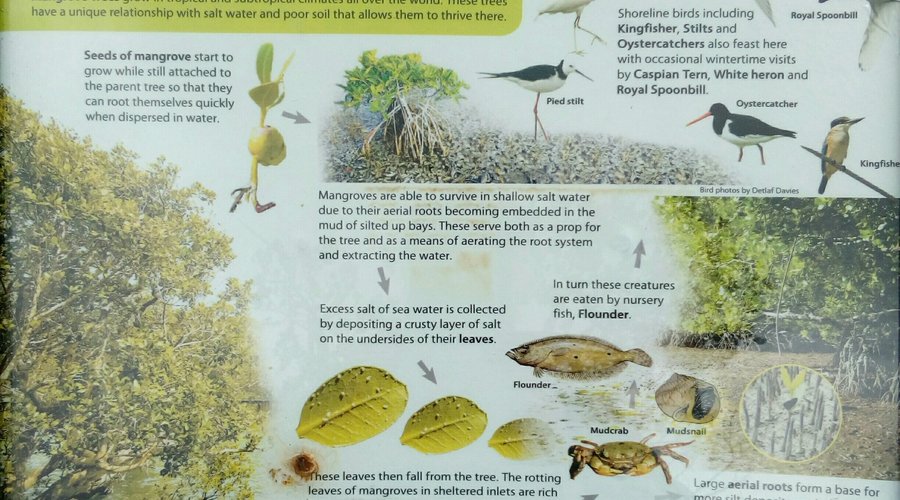 Information on mangrove biodiversity