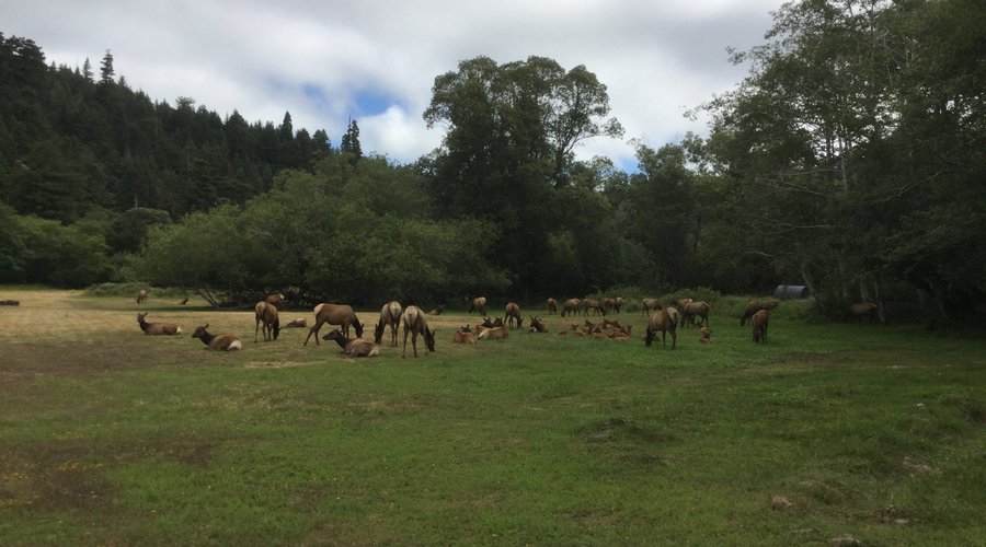 California, zona dei Redwood 
 Alci di Roosevelt