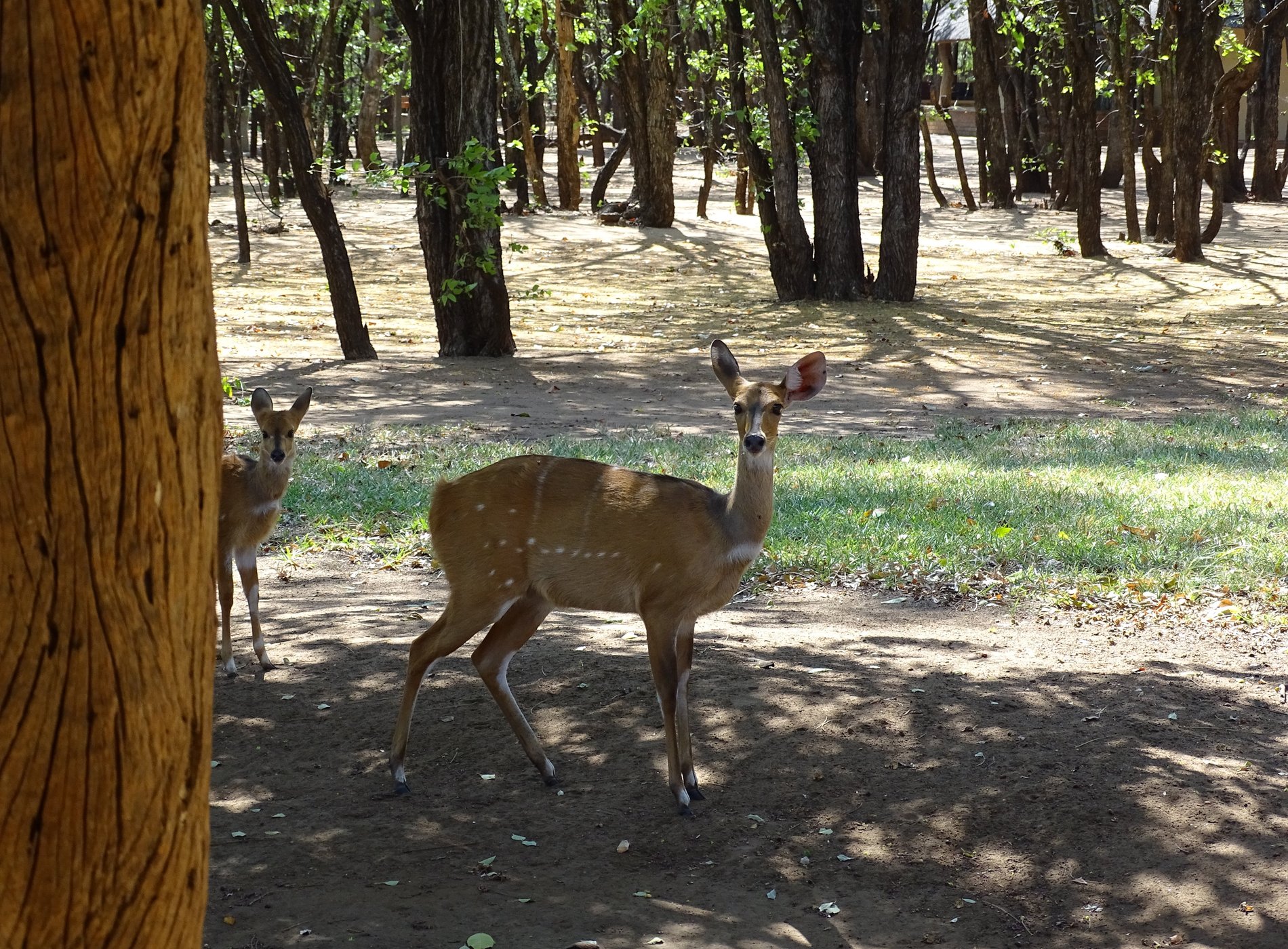 Letaba Rest Camp by null
