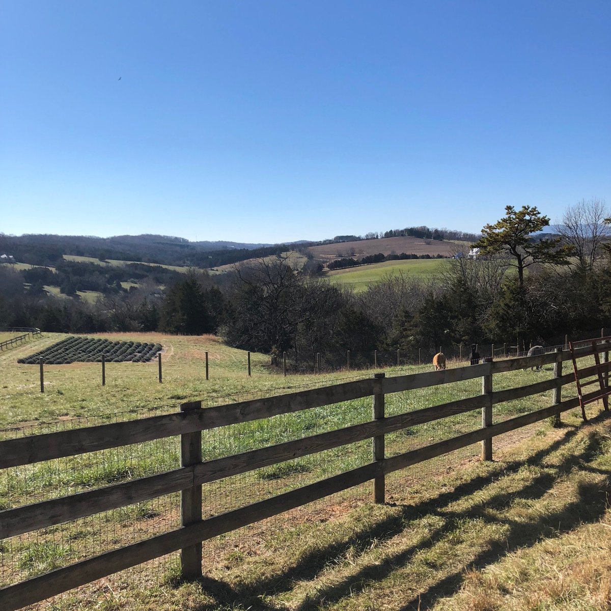 POINT OF VIEW ALPACAS (Mount Sidney) - All You Need to Know BEFORE You Go