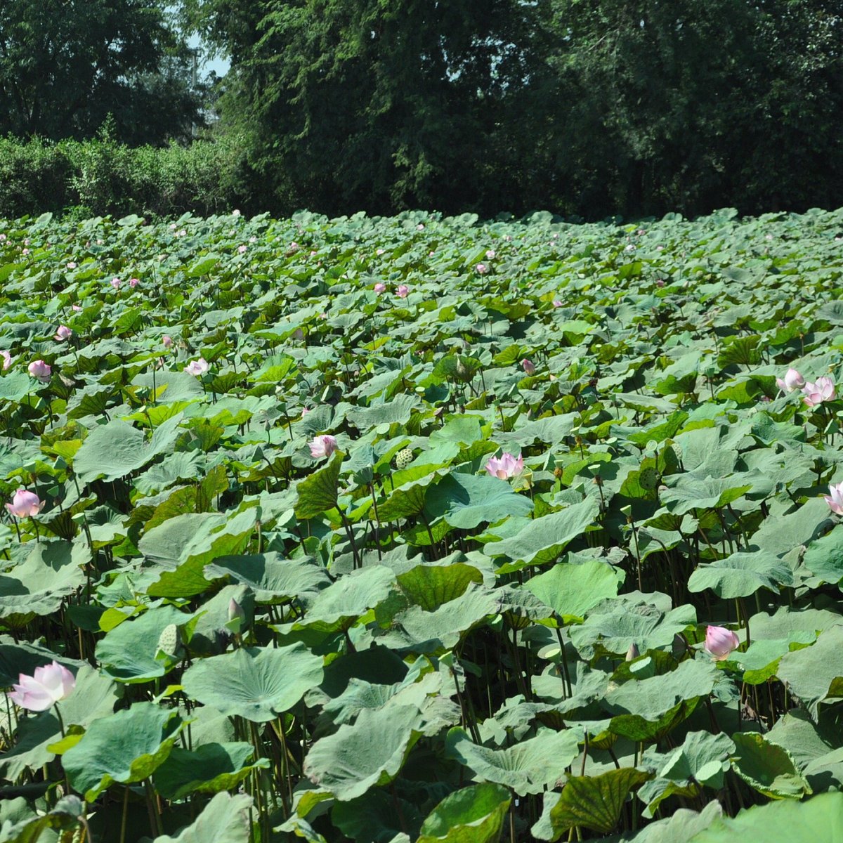 Lotus Farm, Баттамбанг: лучшие советы перед посещением - Tripadvisor