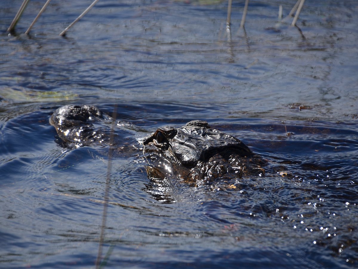 It's an alligator from a birds view - Review of Sawgrass Mills, Sunrise, FL  - Tripadvisor