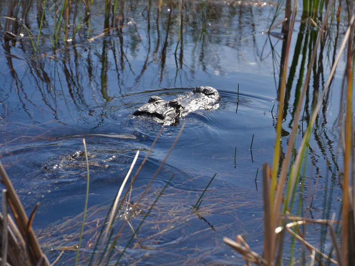 It's an alligator from a birds view - Review of Sawgrass Mills, Sunrise, FL  - Tripadvisor