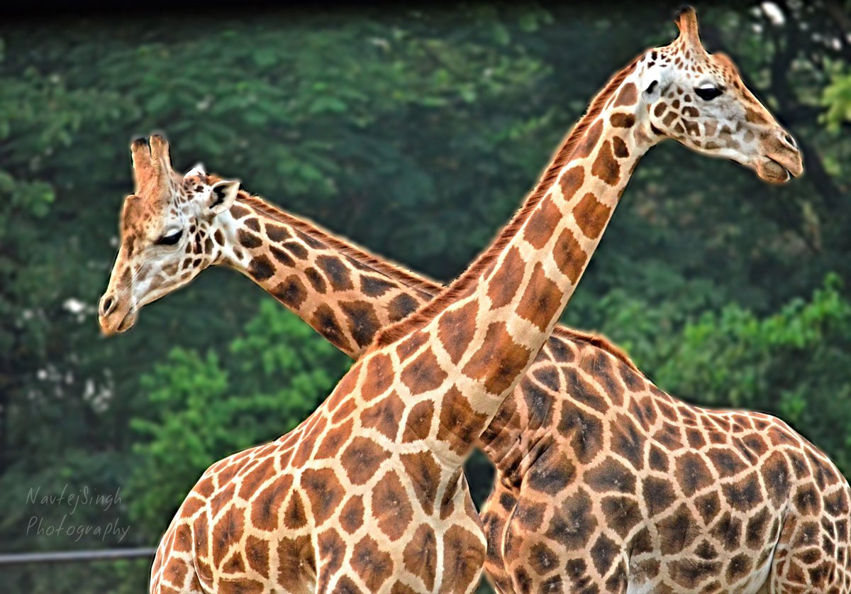 Sri Chamarajendra Zoological Gardens (Mysuru (Mysore)) - All You Need to  Know BEFORE You Go