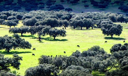 Paisajes de la dehesa extremeña en la zona del Lago Alqueva en la frontera con Portugal