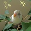 chocofran