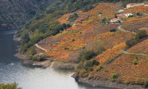 VIÑEDOS DO CAÑON DO RIO SIL. RIBEIRA SACRA. COMARCA DE CALDELAS