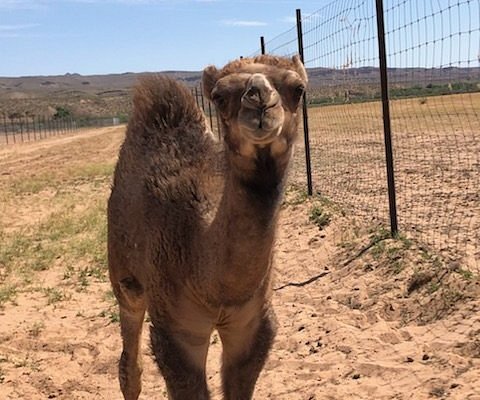 wildlife safari las vegas