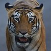prawin_ap