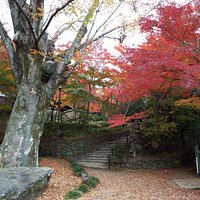 老欅荘への上りの入り口にある大欅。