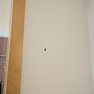 Capri Motel - Santa Cruz, hotel in Santa Cruz