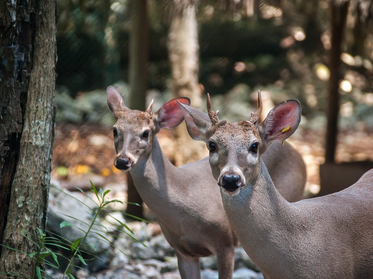 AKUMAL NATURA RESCUE - All You Need to Know BEFORE You Go