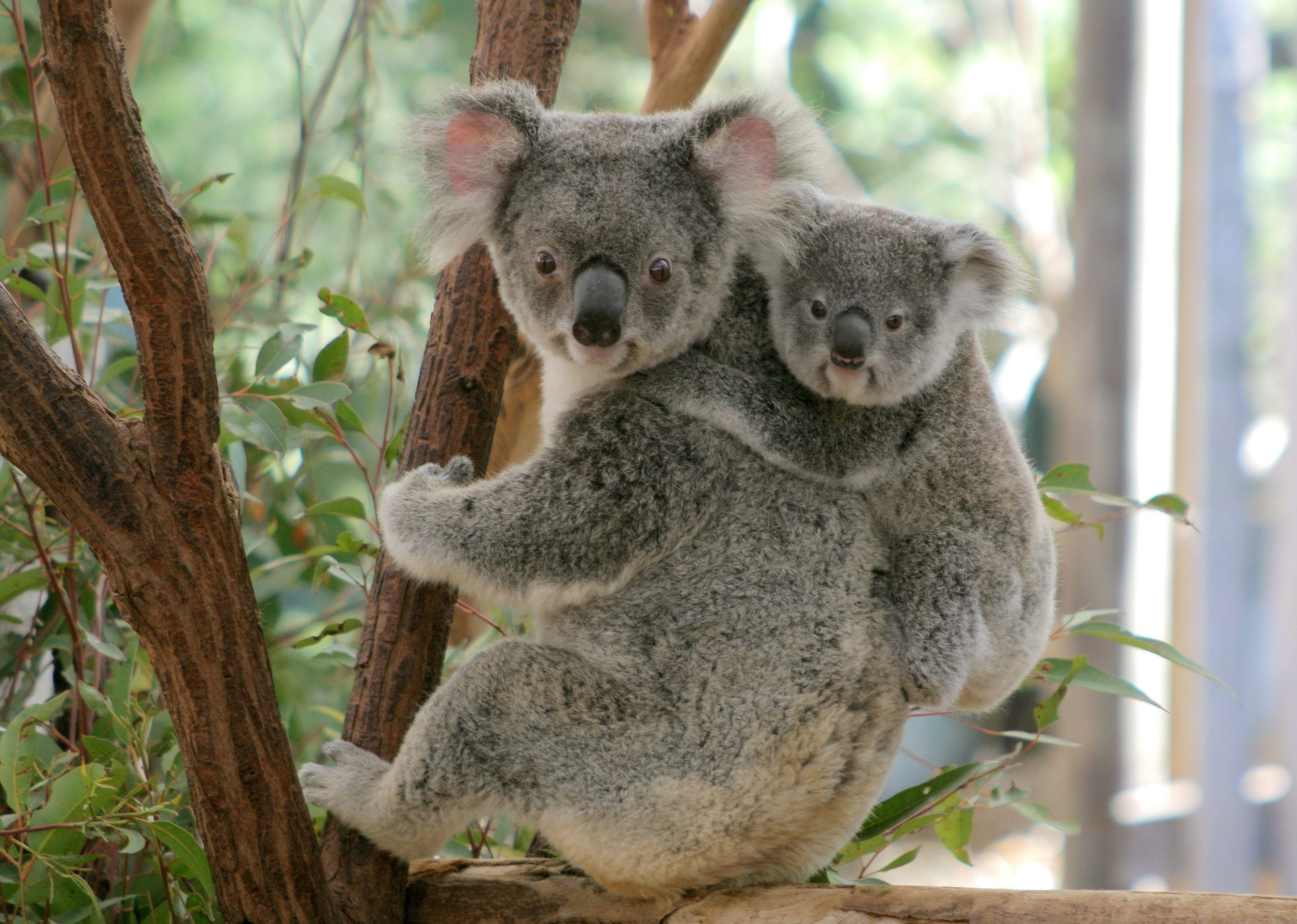 Коала Фото Животного Картинки