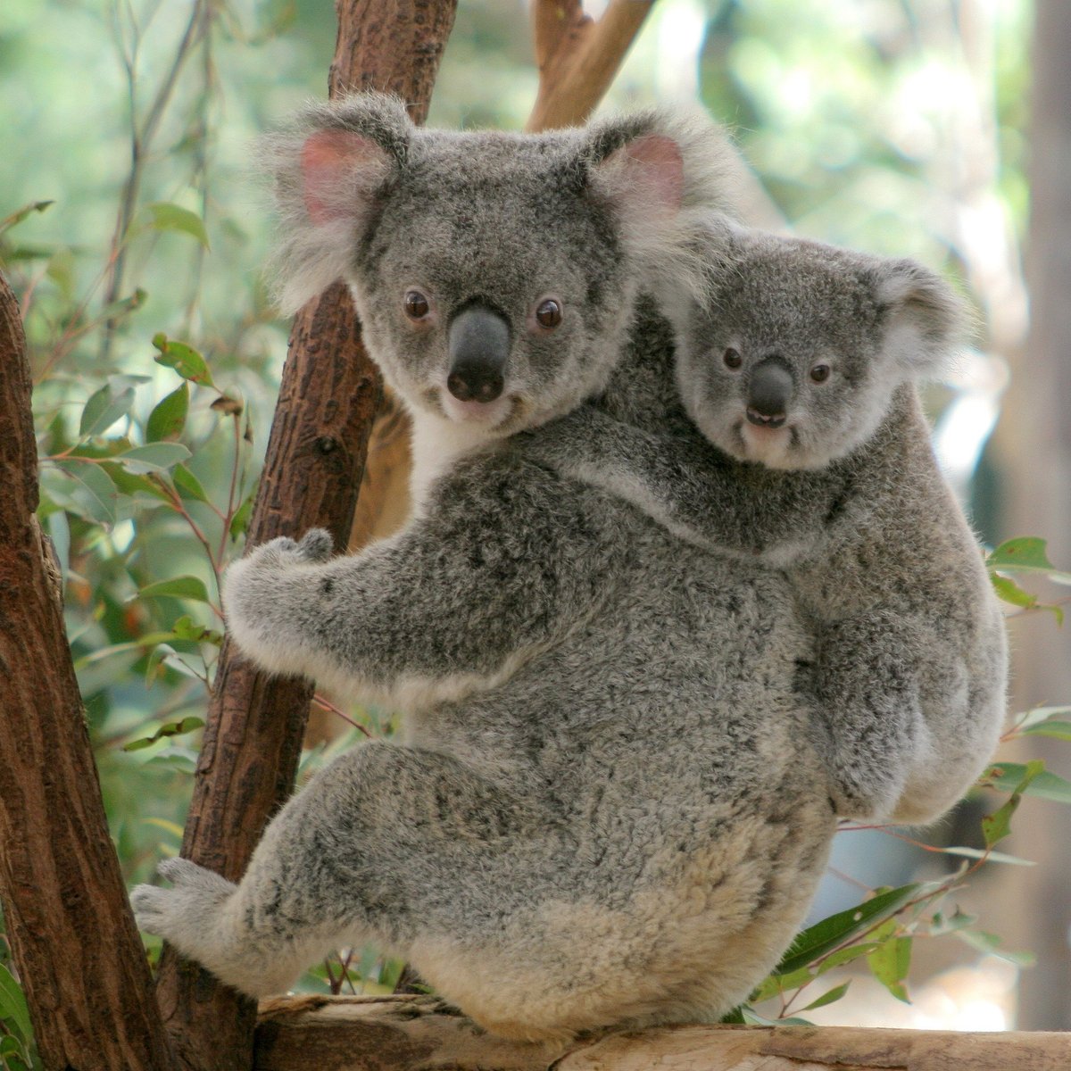 Детеныш взрослое животное. Коала сумчатое. Лоун Пайн коала. Lone Pine Koala Sanctuary Брисбен. Австралия сумчатые коала.