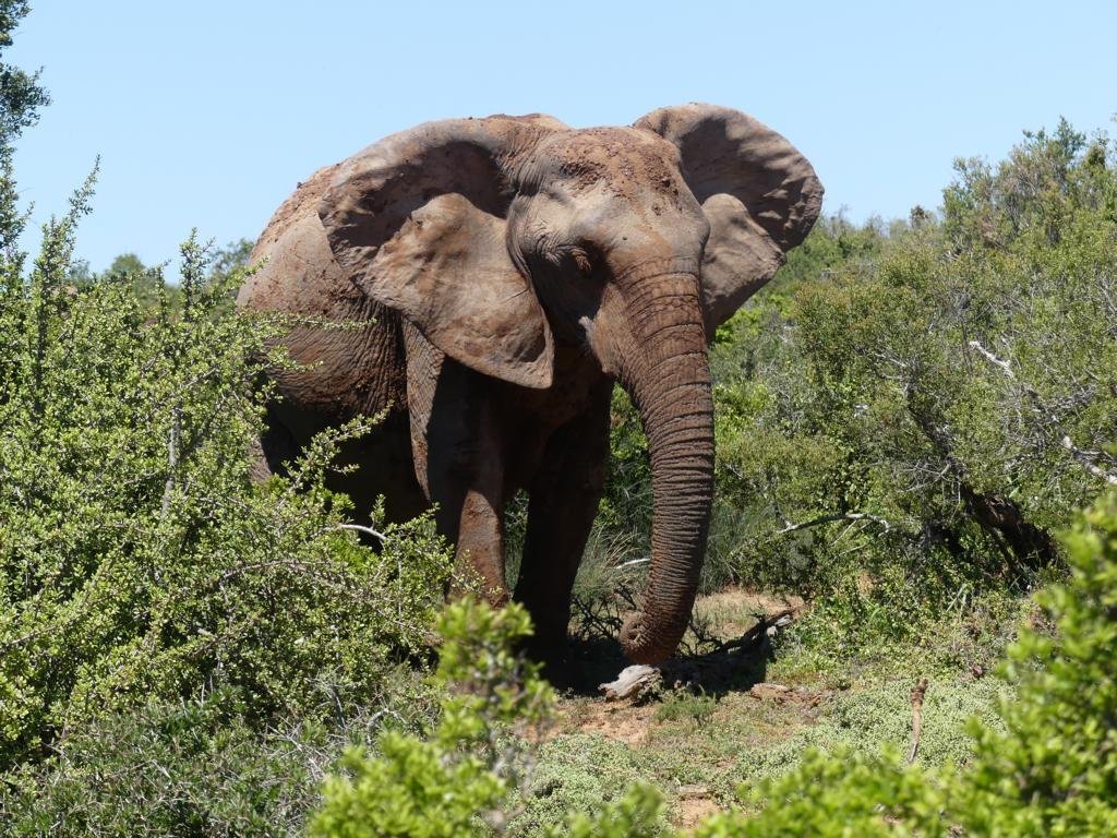 Addo-Elefanten-Nationalpark (Addo Elephant National Park) - Aktuelle ...