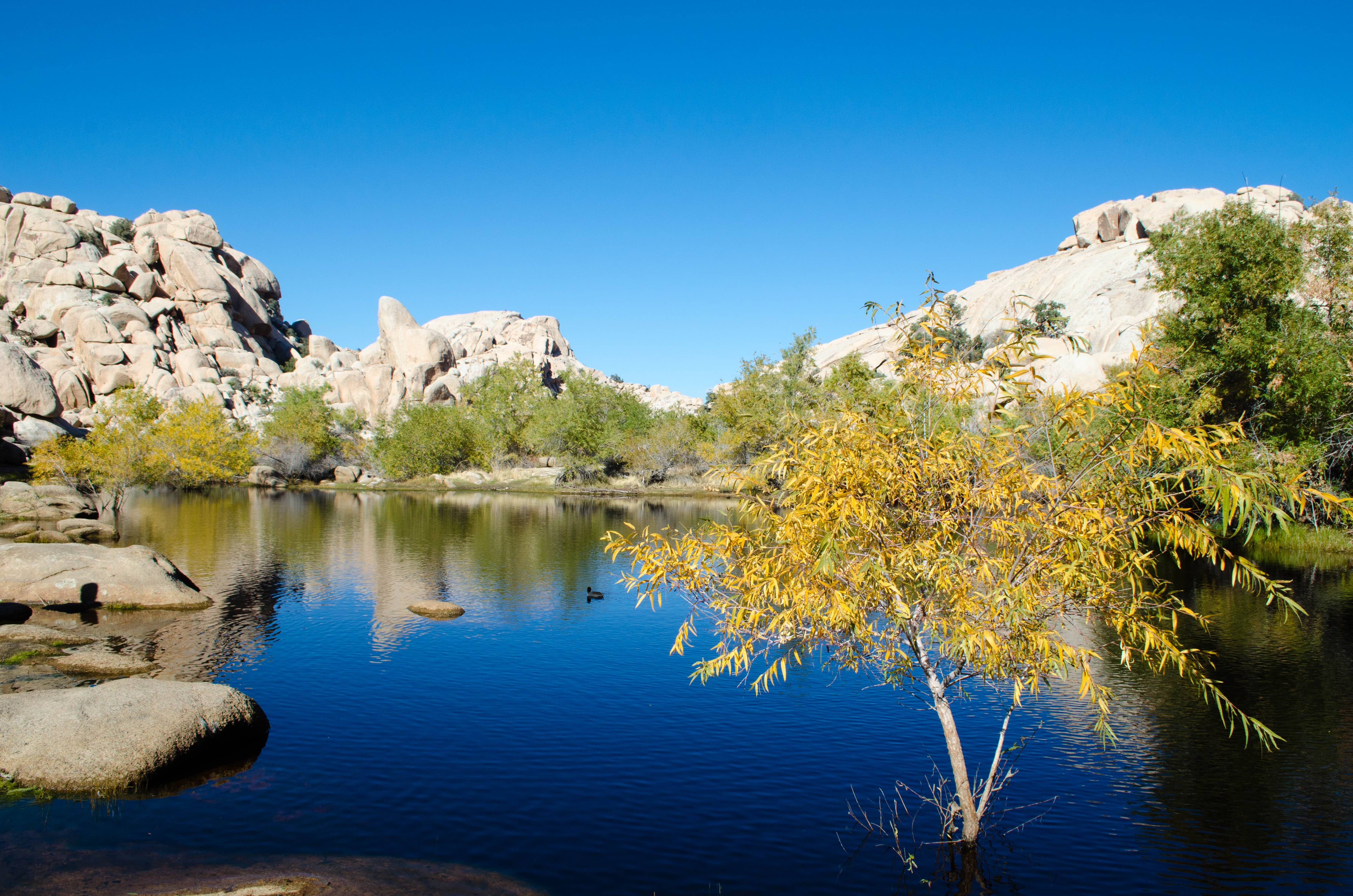 Barker Dam Trail All You Need to Know BEFORE You Go 2024