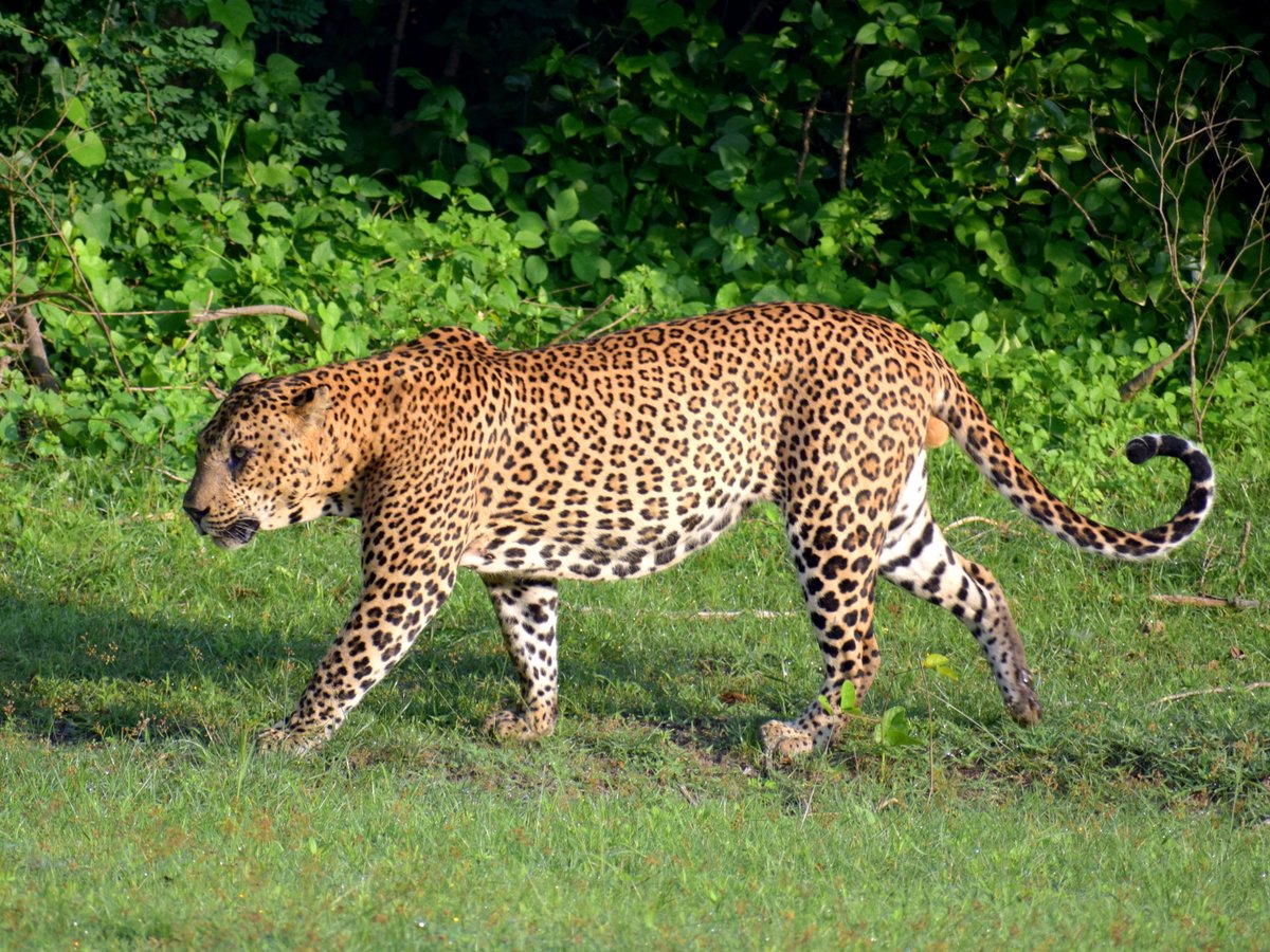 Spotting Trails (Yala National Park) - All You Need to Know BEFORE You Go